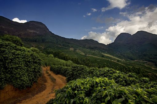 SI CHIAMA ARABICA SELCTION BRASILE CERRADO MINEIRO IL NUOVO MIRACOLO ILLY