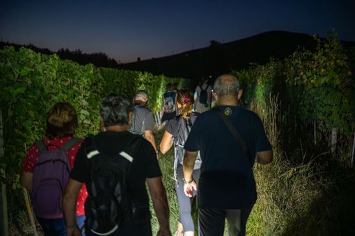 "DegustaNovello": 90 camminatori alla scoperta del paese langarolo e dei suoi prodotti "DegustaNovello": 90 camminatori alla scoperta del paese langarolo e dei suoi prodotti