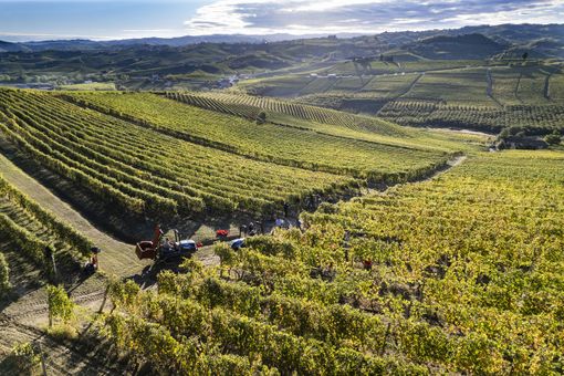 Che vendemmia è stata? Produzione a +5%, fatturato Piemonte da 1,2 miliardi di euro (nella foto la raccolta nei vigneti Chiarlo) Che vendemmia è stata? Produzione a +5%, fatturato Piemonte da 1,2 miliardi di euro (nella foto la raccolta nei vigneti Chiarlo)