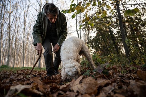 La cerca del tartufo (Foto Langhe Experience)