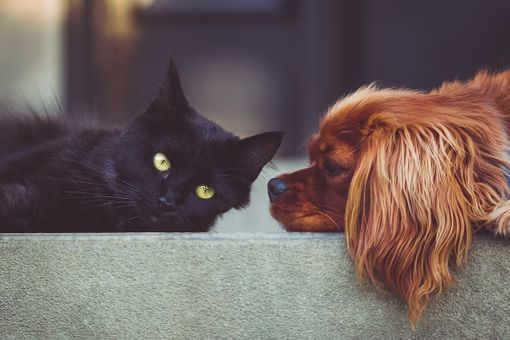 Cremazione animali: Onora dignitosamente l'addio al tuo fedele compagno Cremazione animali: Onora dignitosamente l'addio al tuo fedele compagno