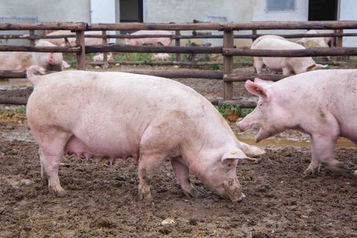 Un allevamento di suini in provincia di Cuneo Un allevamento di suini in provincia di Cuneo