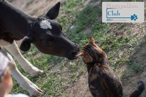 San Valentino al Pinco Pallino di Fossano San Valentino al Pinco Pallino di Fossano