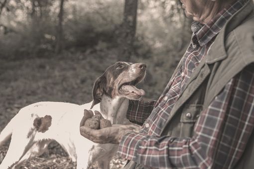 Il trifolau e il suo tabui (cane da tartufo): un legame d'amore e rispetto in nome del tartufo