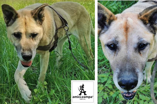 Si chiama Emily e ha bisogno di affrontare l’inverno in una casa