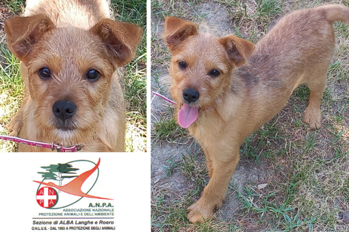 Coran, ultimo cucciolo di una cucciolata, aspetta il suo momento!