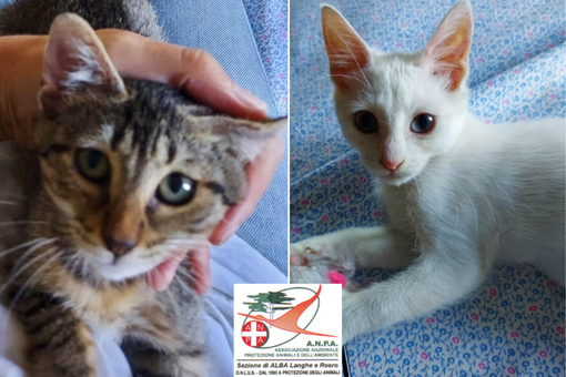 Blanco e Bia sono due fratellini inseparabili, cuccioli di circa due mesi Blanco e Bia sono due fratellini inseparabili, cuccioli di circa due mesi