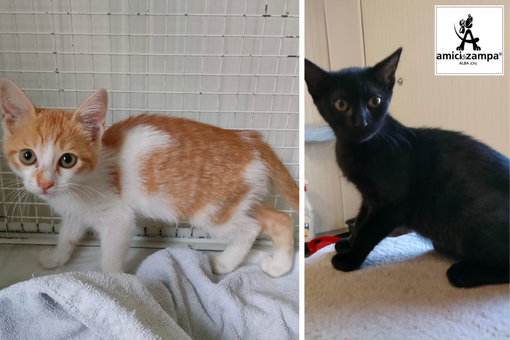 Tantissimi cani e gatti vi stanno aspettando