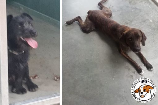 Calimero e Mello vi invitano a fare un pò di spesa anche per i cani meno fortunati