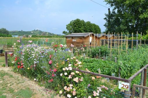 Riparte il concorso "Alba in fiore": entro fine maggio le iscrizioni Riparte il concorso "Alba in fiore": entro fine maggio le iscrizioni