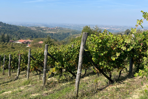 Vendemmia 2025: qualità in crescita tra DOC e DOCG piemontesi Vendemmia 2025: qualità in crescita tra DOC e DOCG piemontesi