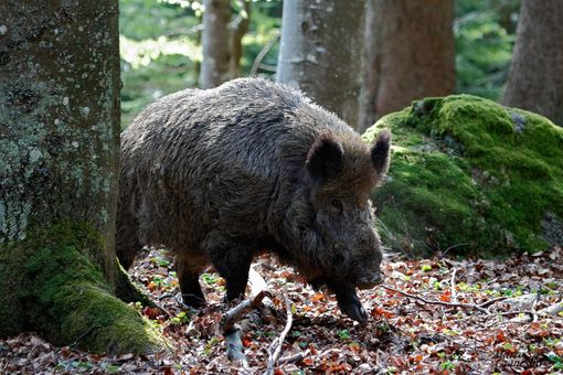 Immagini di repertorio Immagini di repertorio