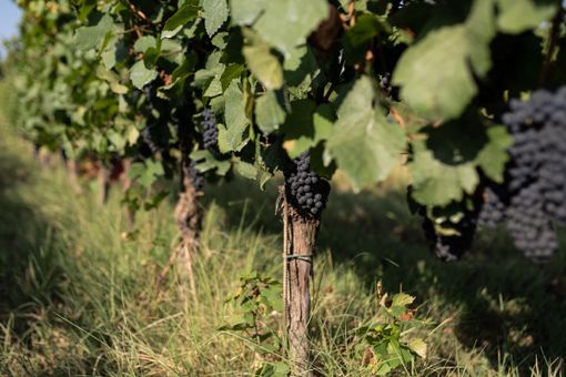 Vendemmia 2025: ottime prospettive per l' Alta Langa DOCG Vendemmia 2025: ottime prospettive per l' Alta Langa DOCG