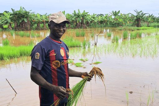 Giornata Mondiale dell'Alimentazione: LVIA porta l'agroecologia in Guinea per combattere la fame