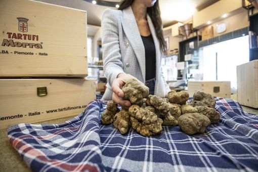 Il futuro del tartufo è nella terra: oltre 300mila ettari mappati per salvaguardare l’oro del Piemonte
