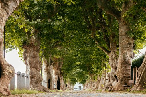 Cherasco protagonista di “Green Up”: al via il piano strategico per la gestione innovativa e sostenibile del verde pubblico Cherasco protagonista di “Green Up”: al via il piano strategico per la gestione innovativa e sostenibile del verde pubblico