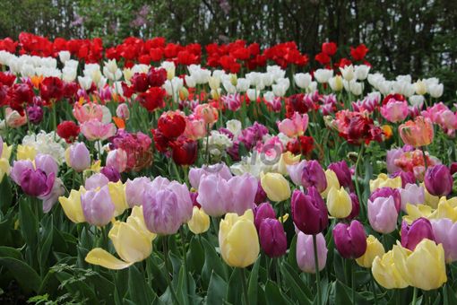 Messer Tulipano torna a colorare le città di Cuneo e Alba