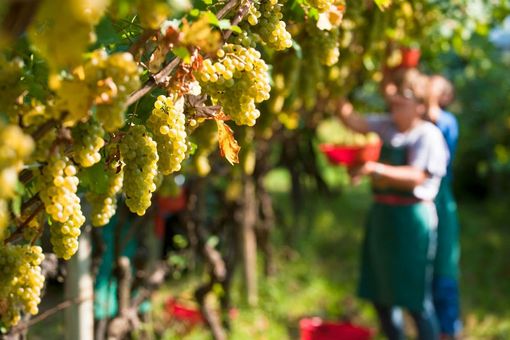 Agricoltura: la Regione Piemonte approva la nuova legge