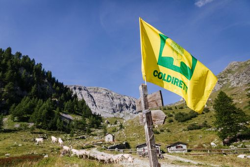Coldiretti: "I pascoli a secco mettono a rischio la stagione in alpeggio” Coldiretti: "I pascoli a secco mettono a rischio la stagione in alpeggio”