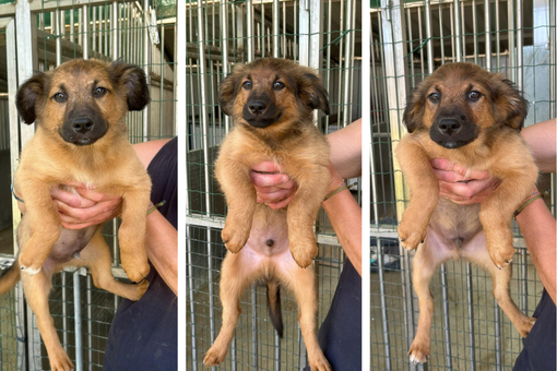 Appello per adozioni urgenti: da Amici di Zampa si lavora incessantemente Appello per adozioni urgenti: da Amici di Zampa si lavora incessantemente