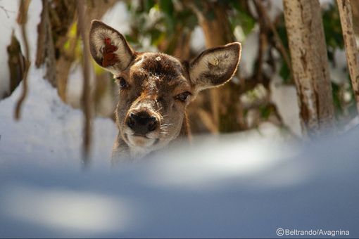 La cerva di 22 anni fotografata da Beltrando e Avagnina