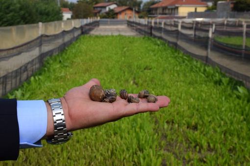 Torna il Premio giornalistico "Chiocciola metodo Cherasco 2019"
