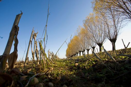A Novello una camminata notturna tra i vigneti del Nas-cetta A Novello una camminata notturna tra i vigneti del Nas-cetta