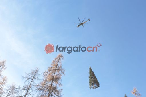 Da Macra al Vaticano: il viaggio dell'abete che vestirà di Natale piazza San Pietro [FOTO E VIDEO]