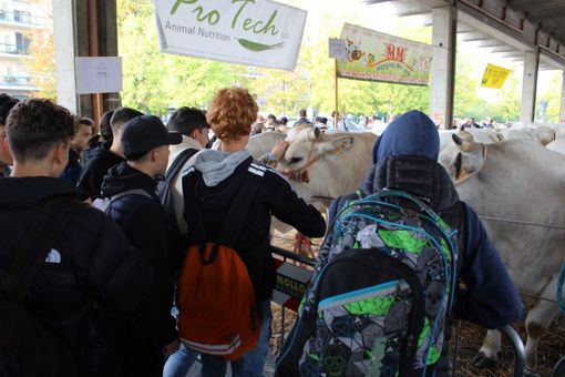 Premiati gli allevatori della Grande rassegna di bovini piemontesi di Alba