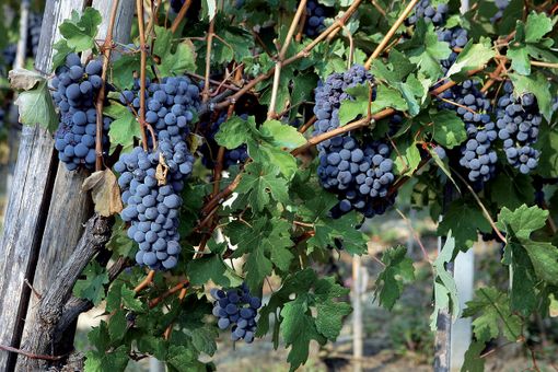 Foto generica Foto generica