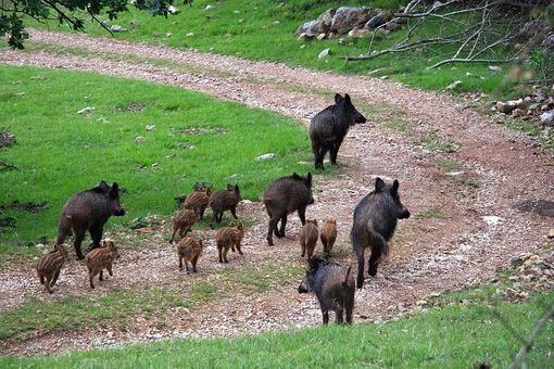 Cinghiali, Coldiretti Cuneo: fondamentale incrementare il depopolamento