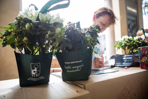 Il 9 maggio tornano in piazza le azalee dell'AIRC per festeggiare la mamma (VIDEO)