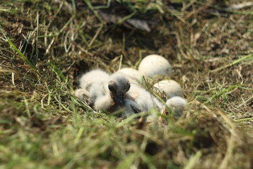 Il presidente della Regione domani a Racconigi dove verrà rilasciata una giovane cicogna