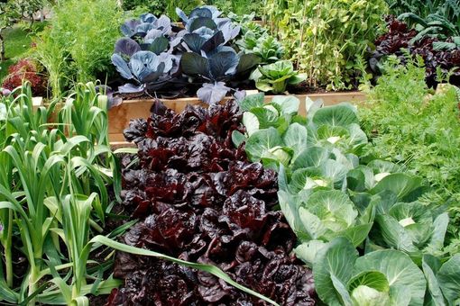 Covid, Codiretti Cuneo: bene l'ok agli spostamenti per la cura degli orti