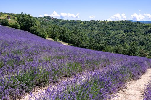 La lavanda a Sale San Giovanni, dove da questo fine settimana si attendono centinaia di turisti