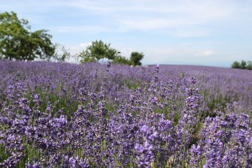 La lavanda a Sale San Giovanni dove si terrà l'evento “Non solo erbe”