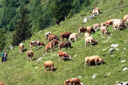 Mucche al pascolo, immagine di repertorio Mucche al pascolo, immagine di repertorio