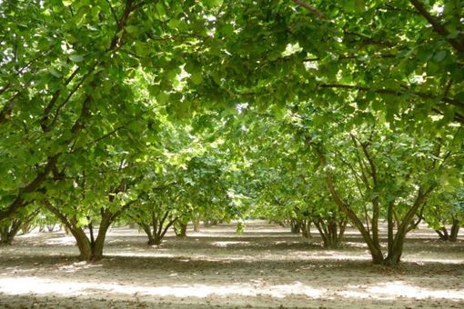 Un noccioleto in Alta Langa