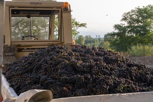 Sessantatré vendemmie per la cantina di Clavesana Sessantatré vendemmie per la cantina di Clavesana