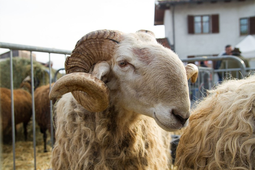 Foto generica Foto generica