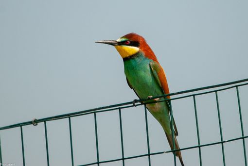 Un esemplare di gruccione, immortalato da Enrico Ruggeri
