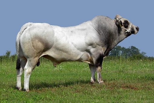 Immagine di repertorio