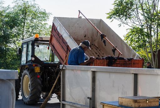 Produttori in Clavesana: positivo il bilancio della vendemmia 2022