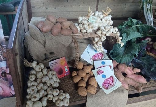 Weekend di metà novembre nel Cuneese tra fiere, festival, spettacoli e sapori d’autunno