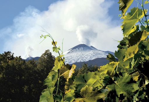 Istituzioni e produttori siciliani ospiti nelle Langhe in occasione della Fiera del Tartufo Istituzioni e produttori siciliani ospiti nelle Langhe in occasione della Fiera del Tartufo