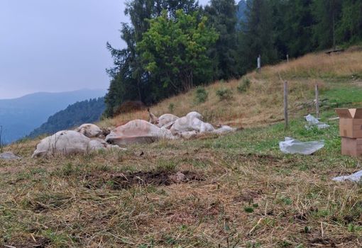 Strage di bovini a Oncino, il Comune lancia una raccolta fondi per l'allevatore Strage di bovini a Oncino, il Comune lancia una raccolta fondi per l'allevatore