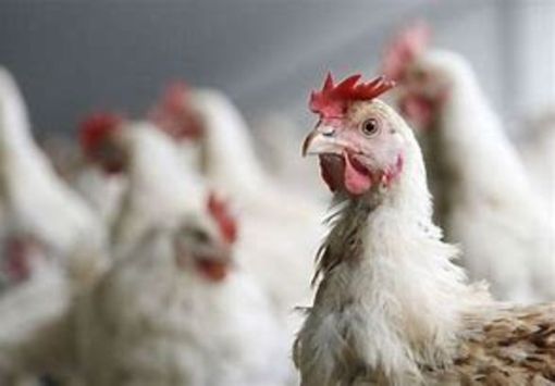 Bergesio, Lega: "30 milioni di euro per il settore avicunicolo"