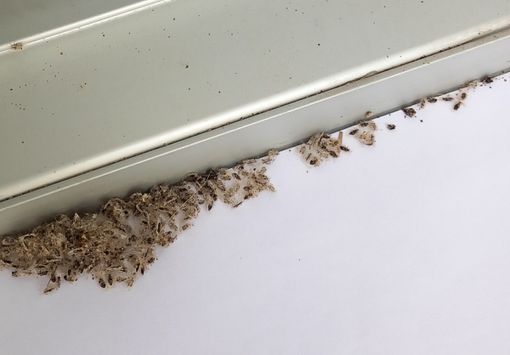 La “Corituca ciliata” La “Corituca ciliata”