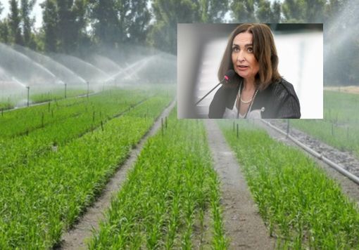 Produzione di riso, dimezzati i limiti sul cadmio: Gianna Gancia si appella alla Commissione UE Produzione di riso, dimezzati i limiti sul cadmio: Gianna Gancia si appella alla Commissione UE