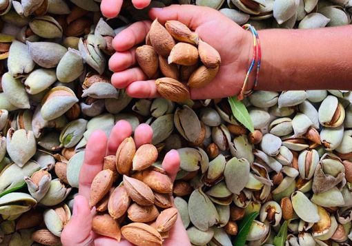 Mandorle raccolte in un impianto del Cuneese Mandorle raccolte in un impianto del Cuneese